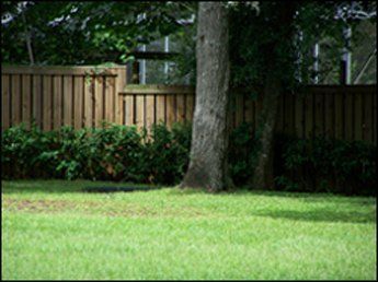 There is a wooden fence in the background and a tree in the foreground.