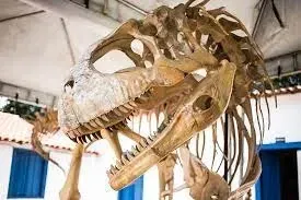 Museu de História Natural, Cuiabá - Hotéis DEVILLE