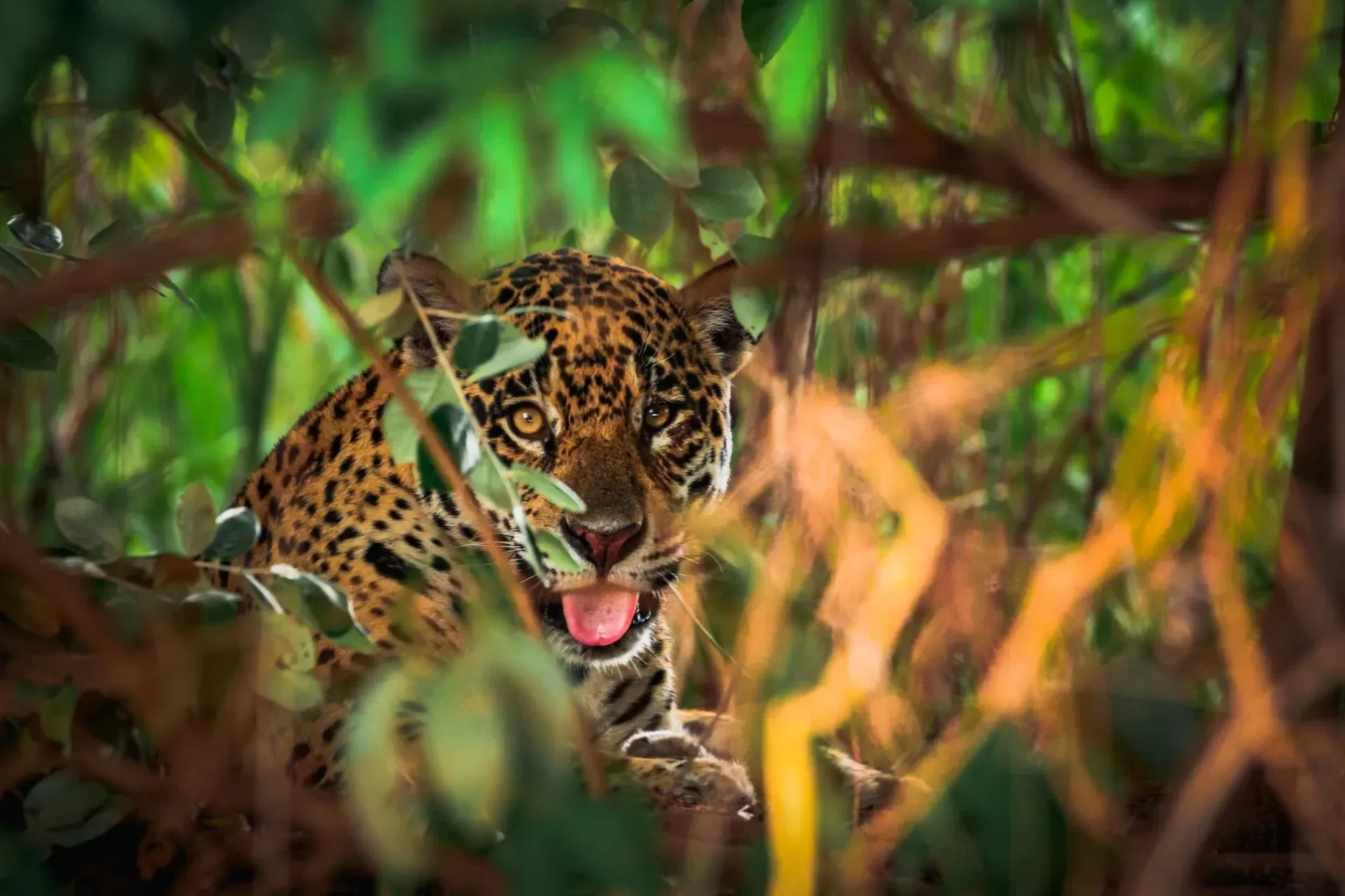 Pantanal