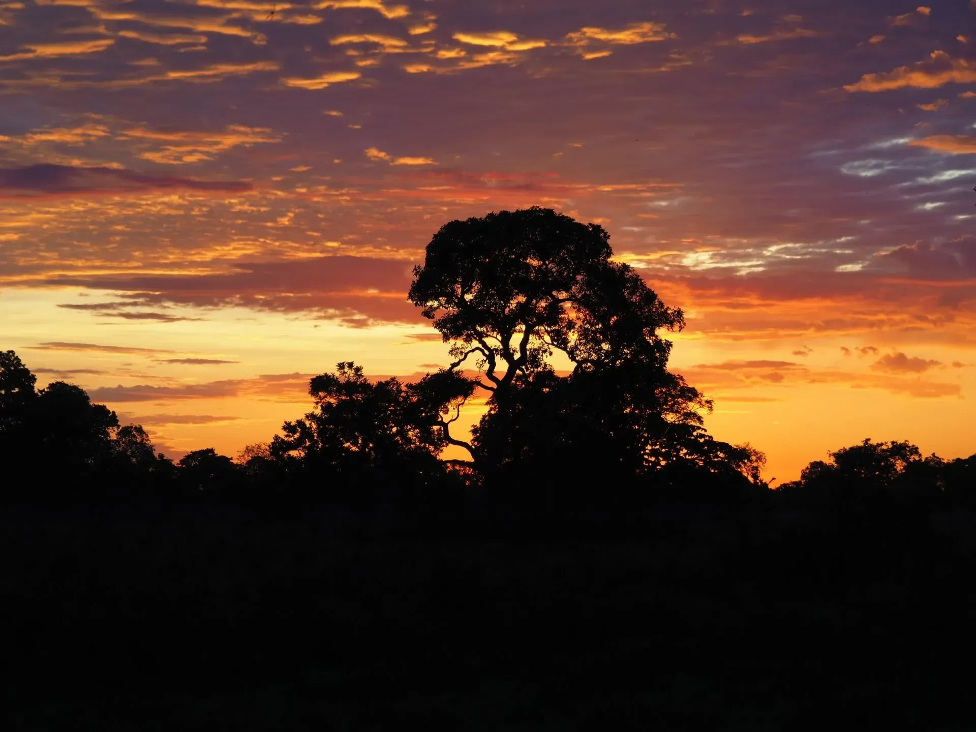 Pantanal
