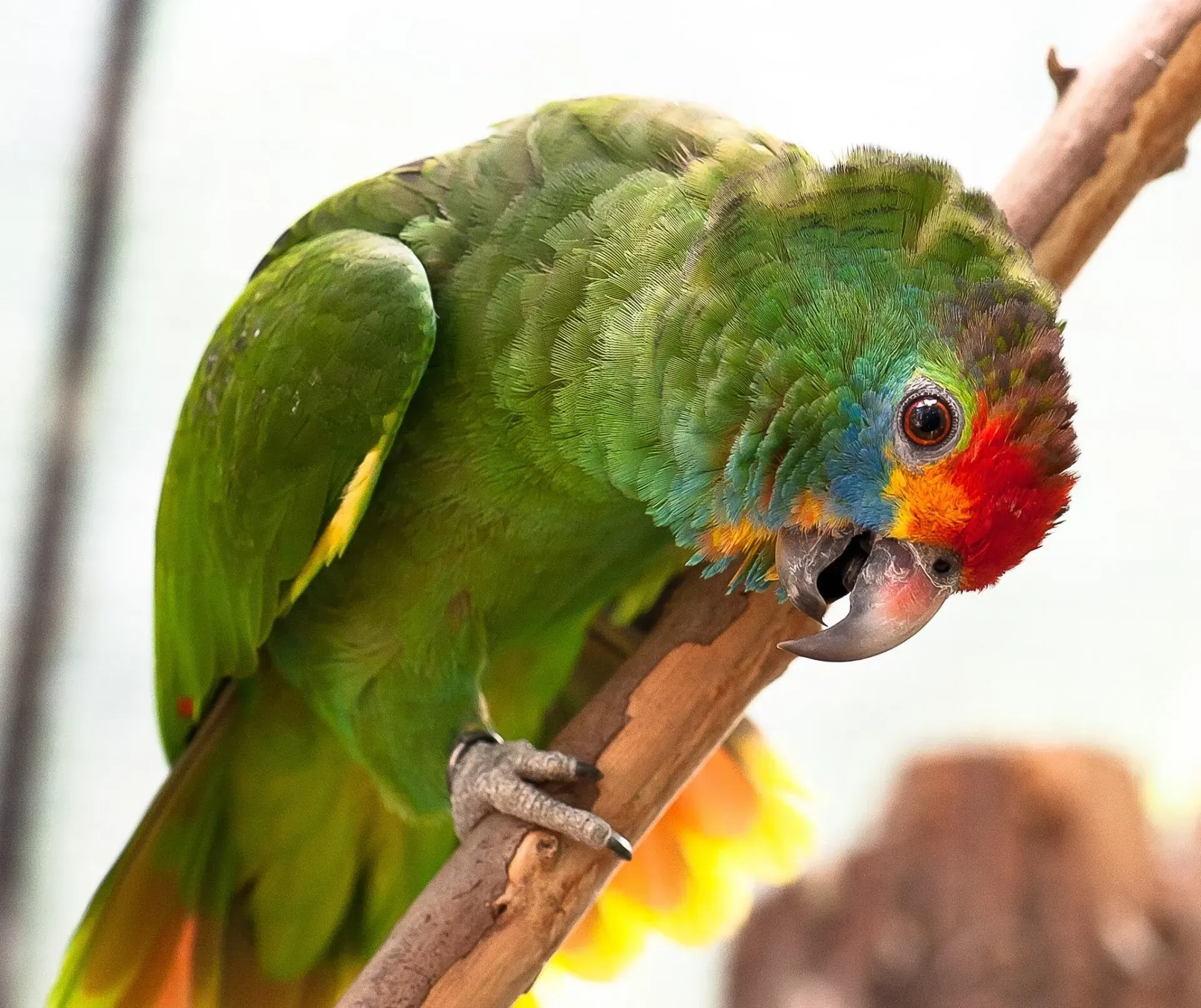 Parque das Aves, Cascavel - Hotéis DEVILLE