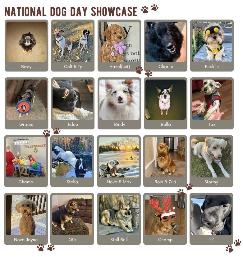 National Dog Day showcase collage of 16 dogs with names and award-style labels