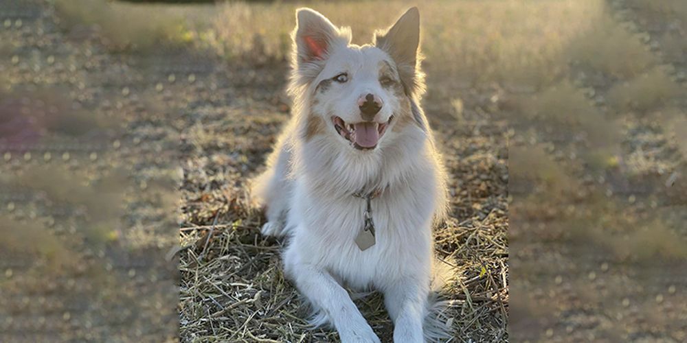 White dog running on a grassy path in warm sunlight, tongue out and wearing a collar.
