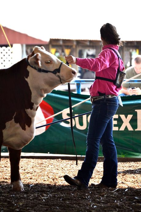 Cow handler in pink shirt leading a brown-and-white steer at a livestock show