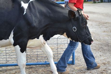 Black-and-white cow being led by a person in a red shirt and jeans on a gravel surface