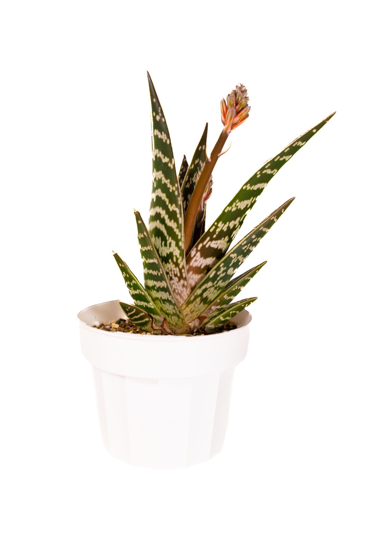 Gonialoe Variegata / Tiger Aloe
