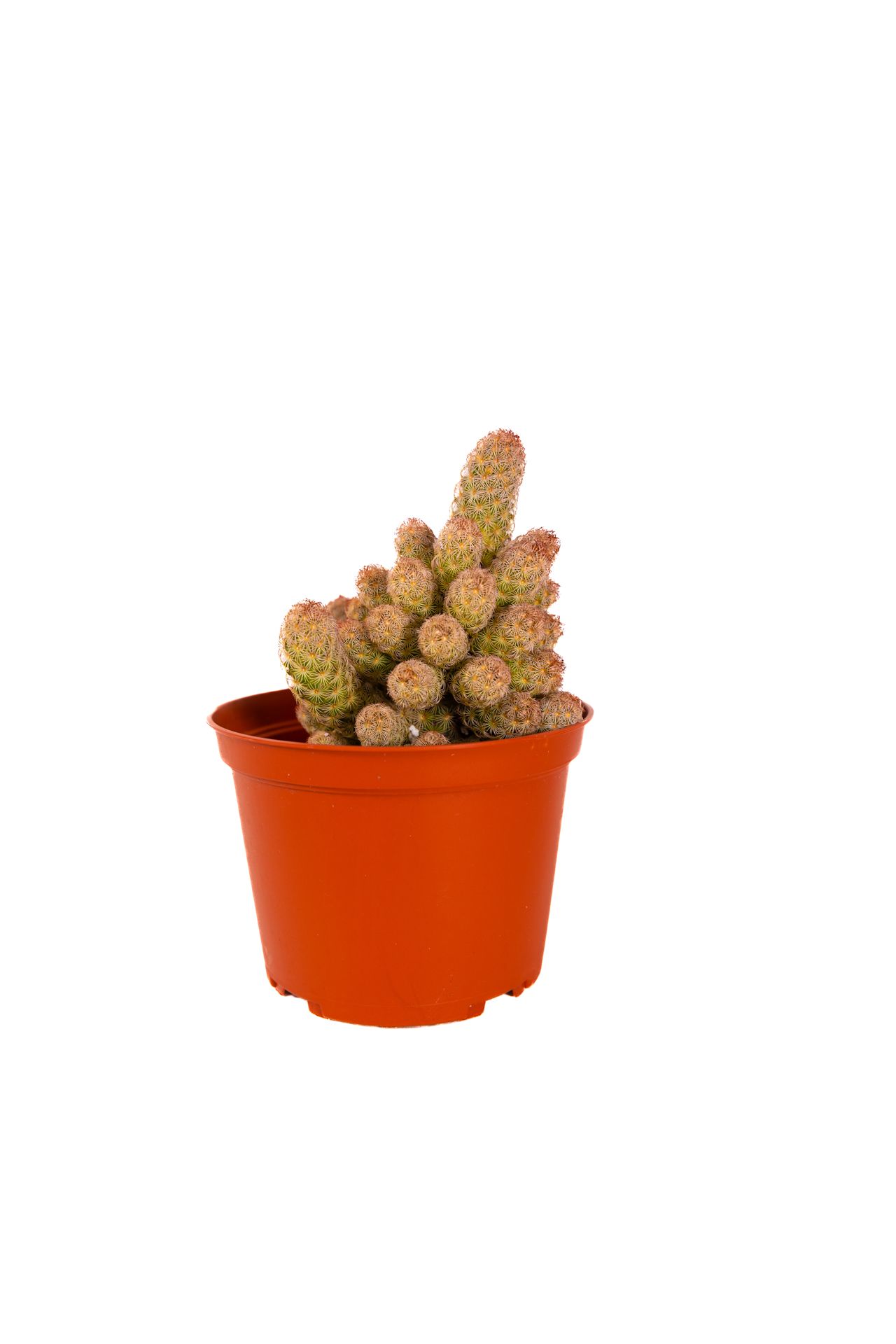 Mammillaria Elongata / Lady Finger Cactus / Gold Lace Cactus