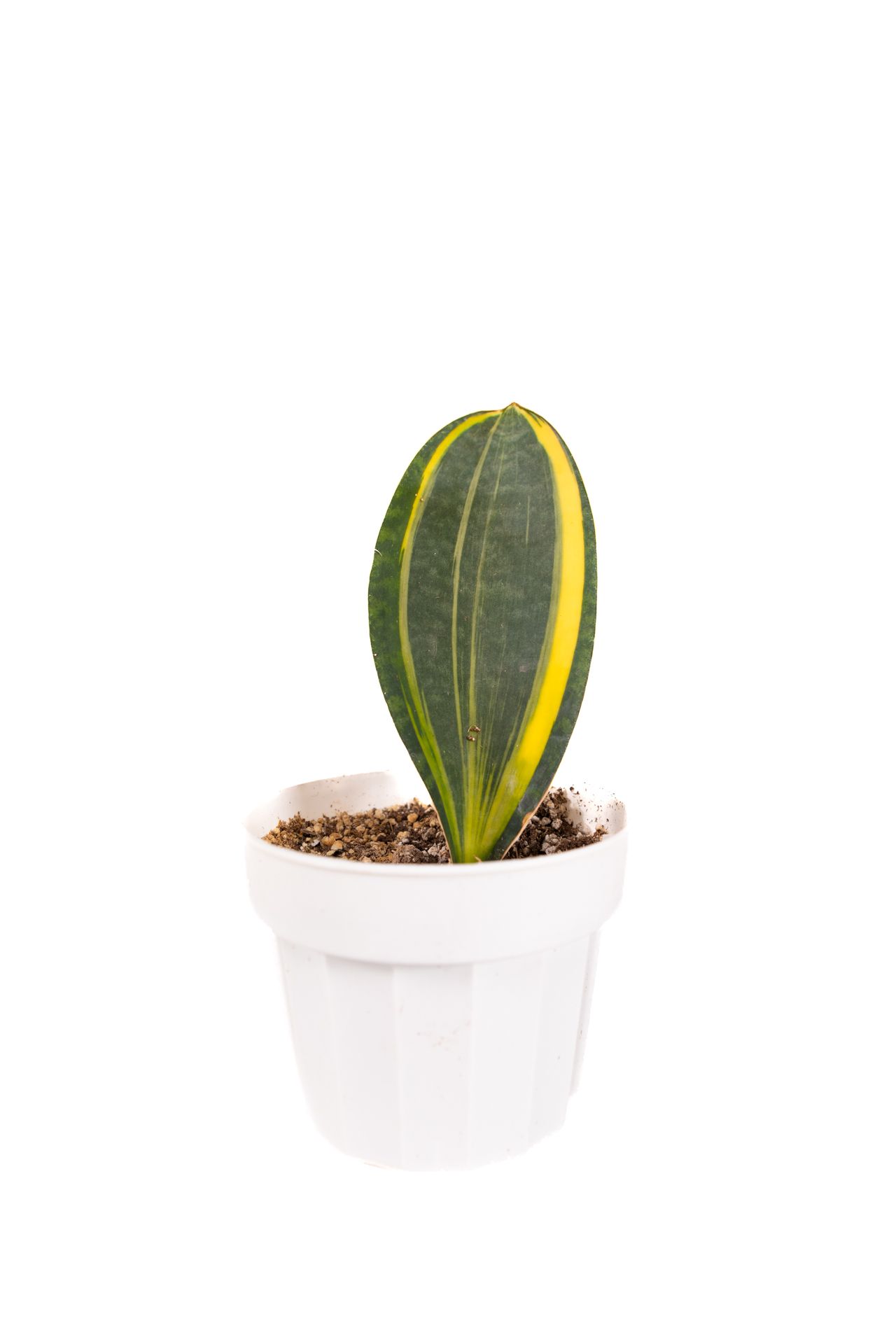 Sansevieria Masoniana Variegated Yellow / Variegated Whale Fin Yellow