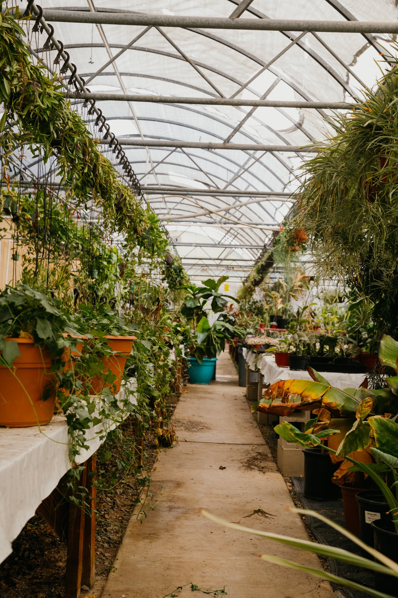 Why Plants Green Air Botanicals San Diego's Top Quality Nursery