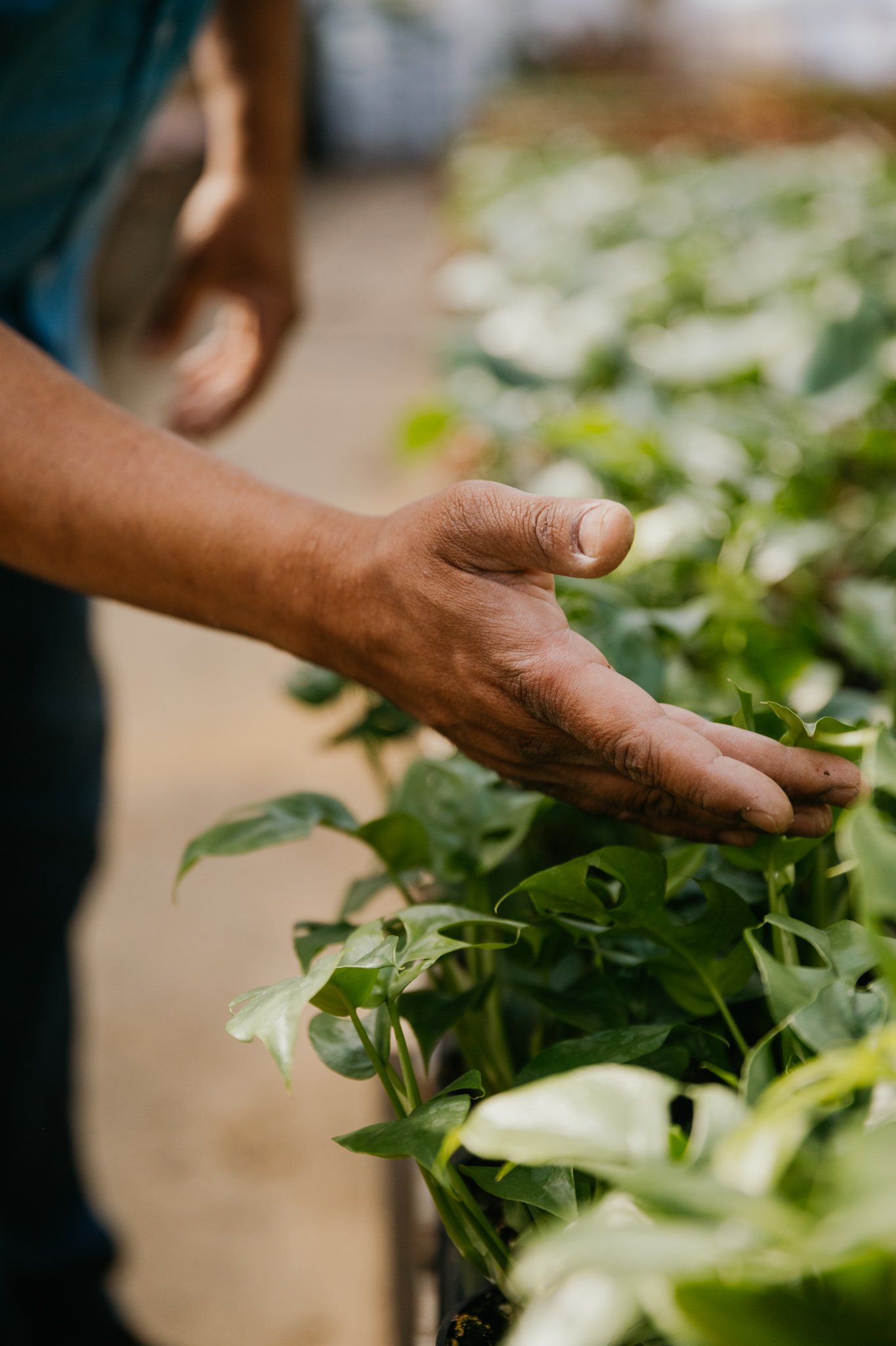 Why Plants Green Air Botanicals San Diego's Top Quality Nursery