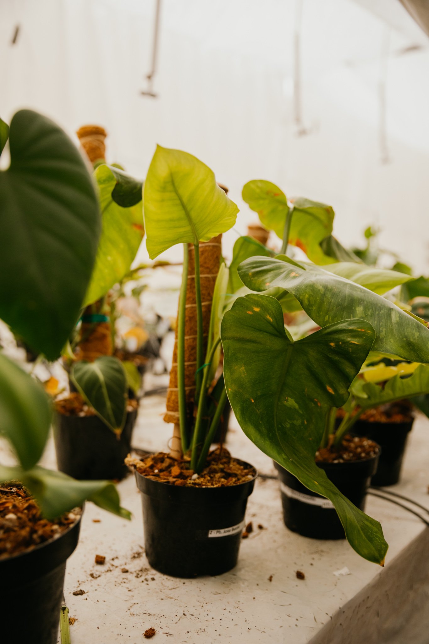 Why Plants Green Air Botanicals San Diego's Top Quality Nursery