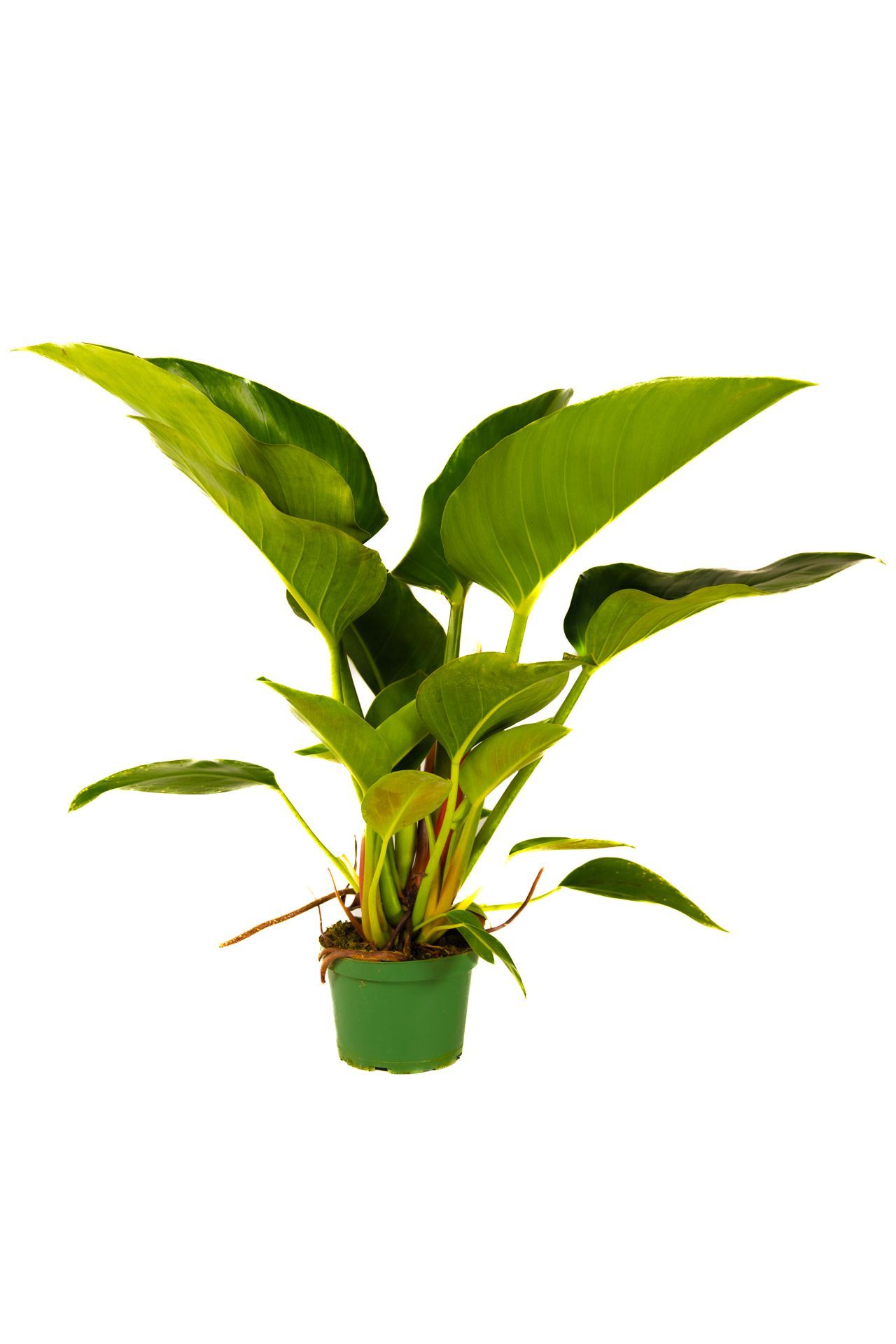 Philodendron Green Congo