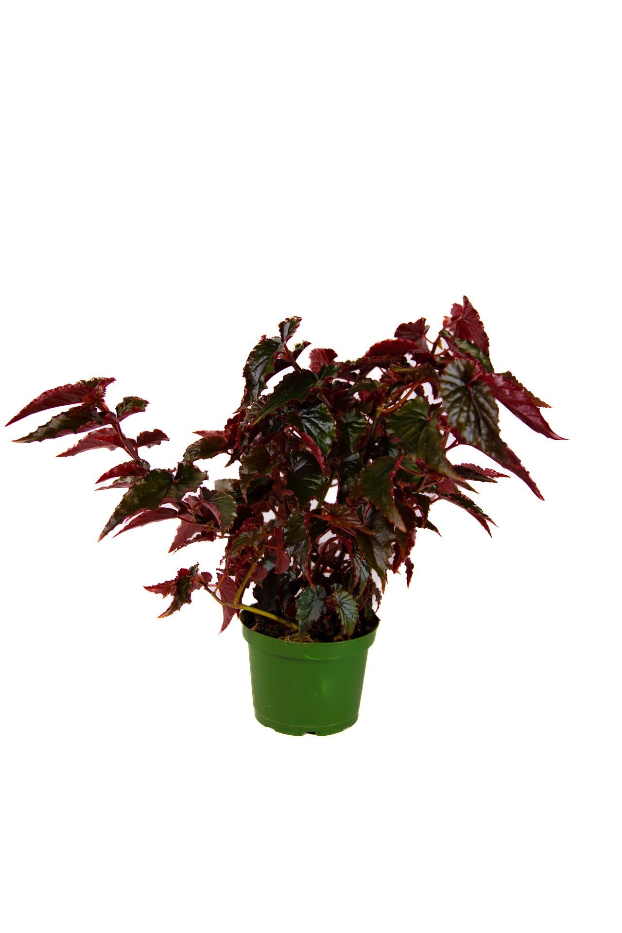 Black Magic Begonia