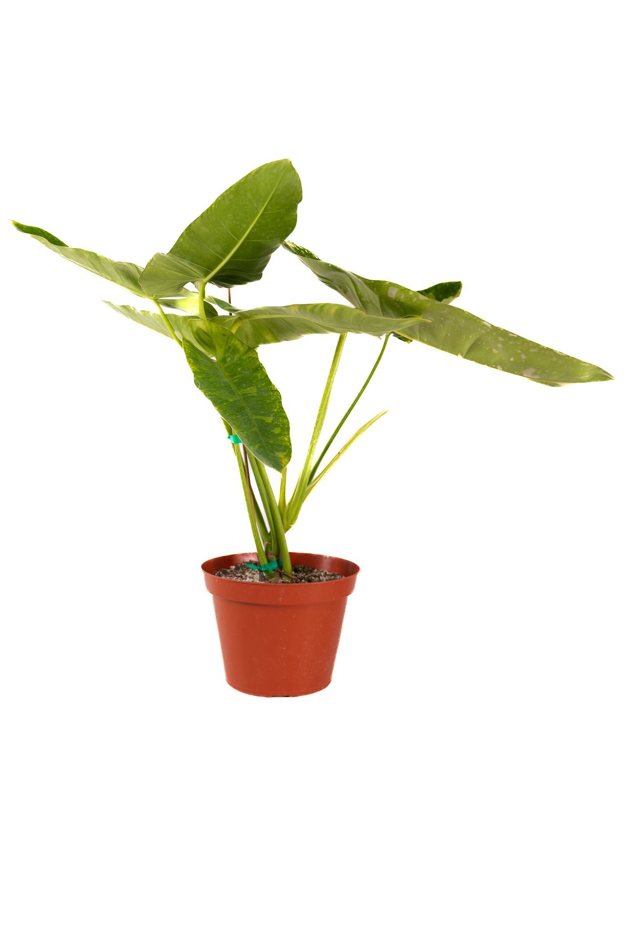Plant 04