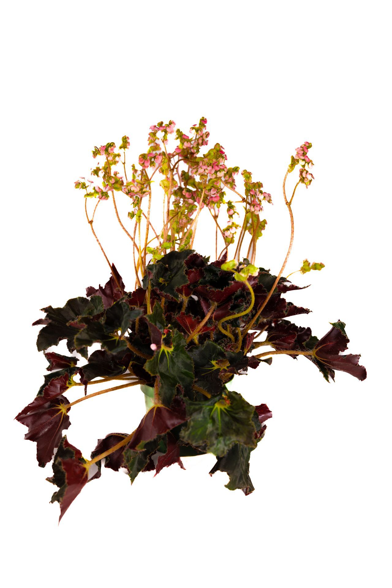 Black Mamba Begonia