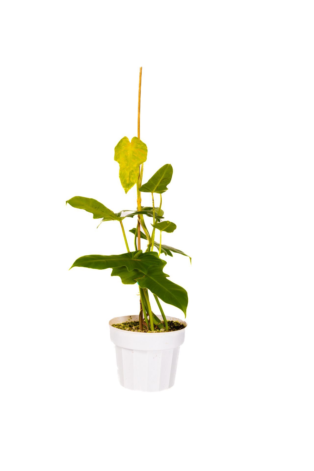 Philodendron Golden Dragon