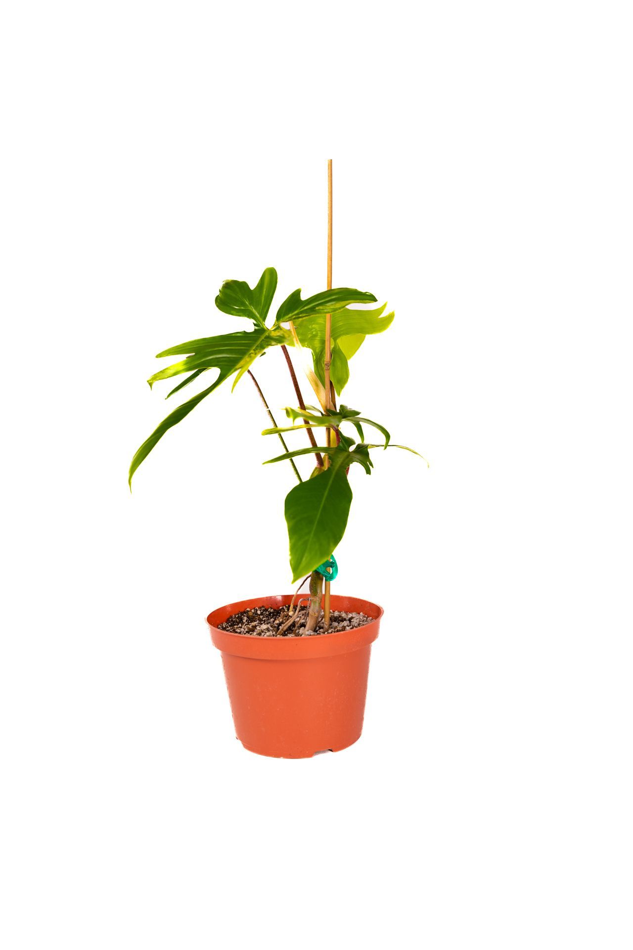 Plant 07