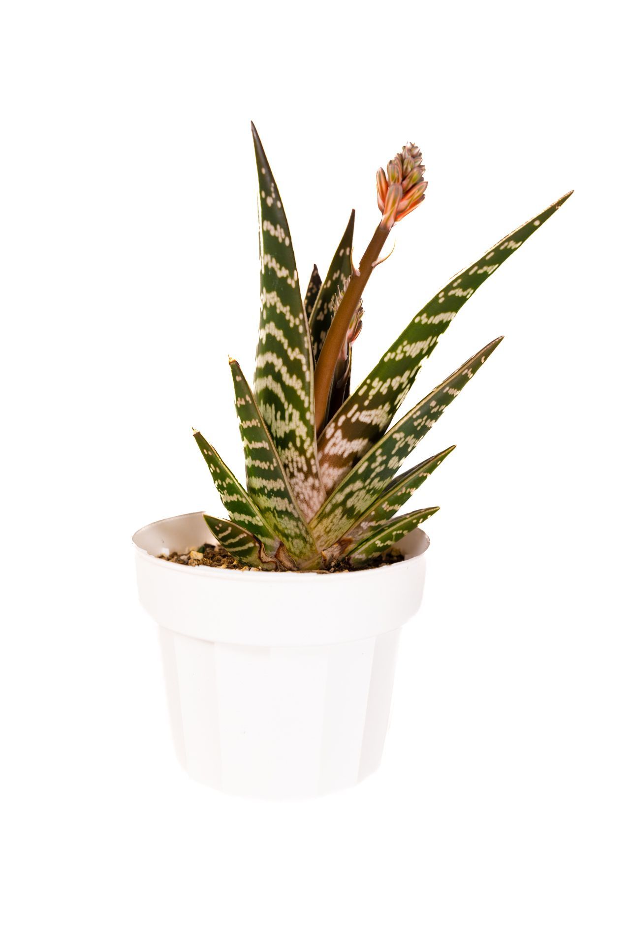Gonialoe Variegata / Tiger Aloe