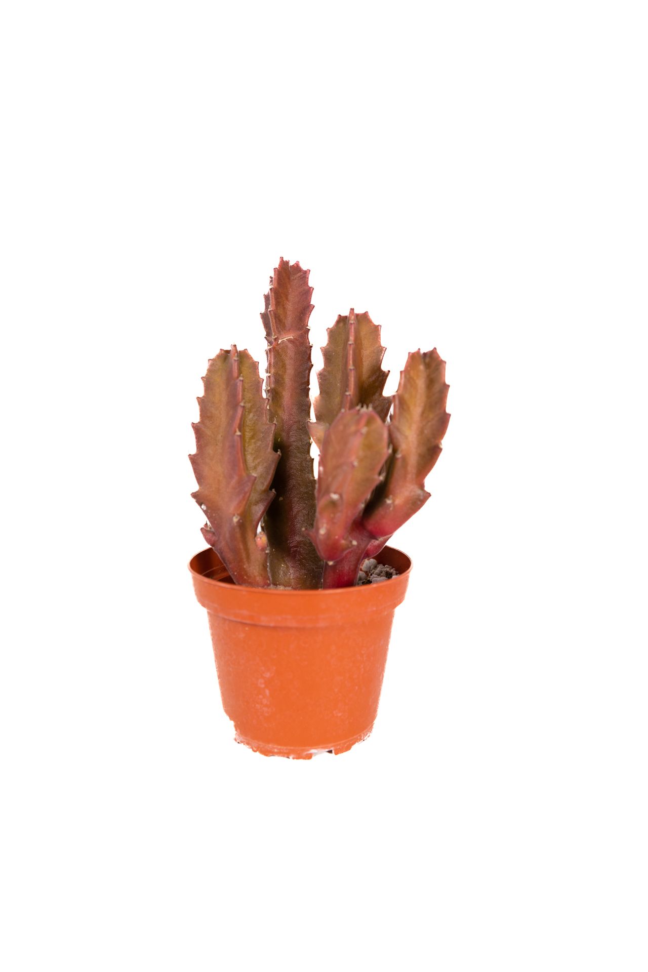 Stapelia Gigantea