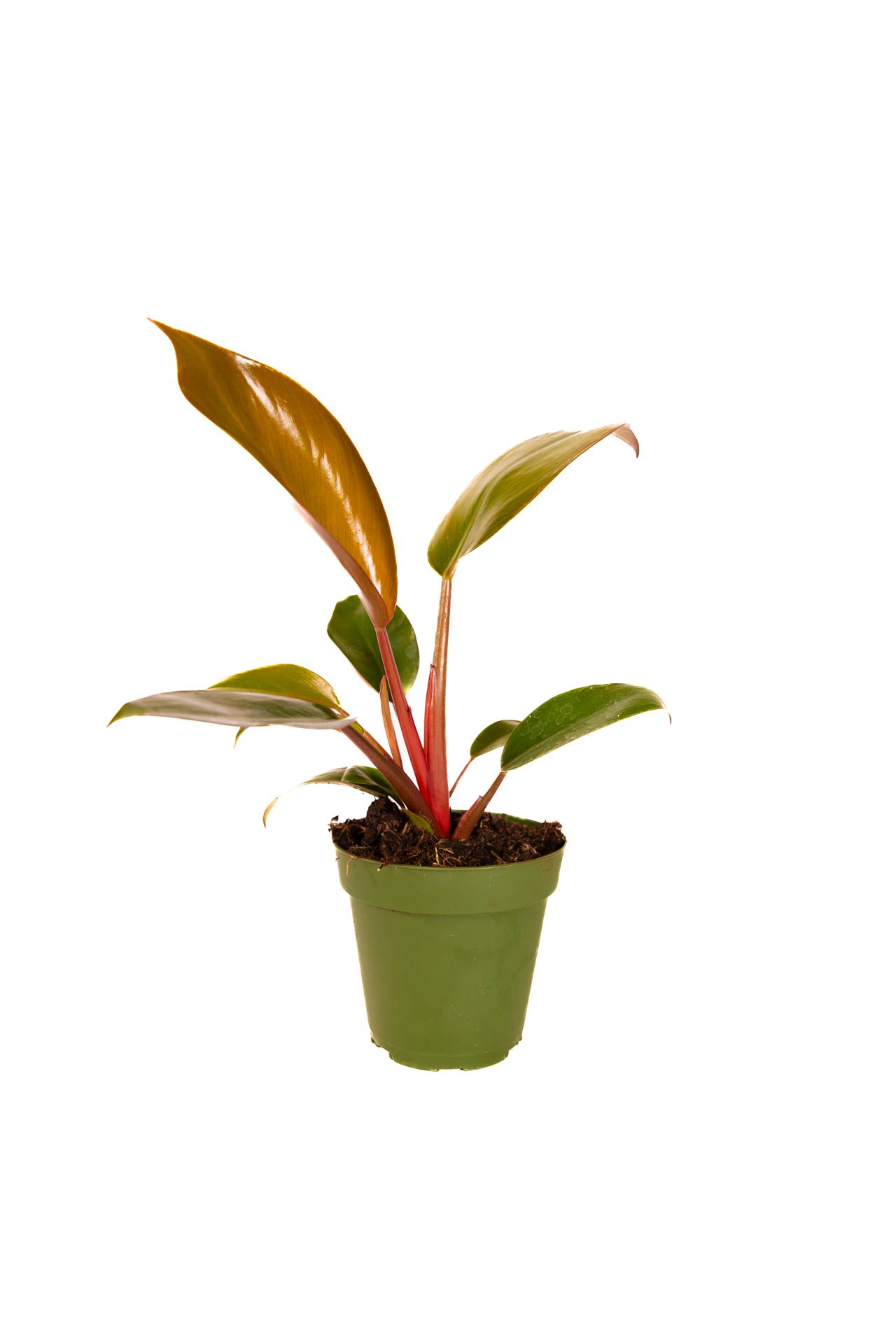 Philodendron Congo Rojo