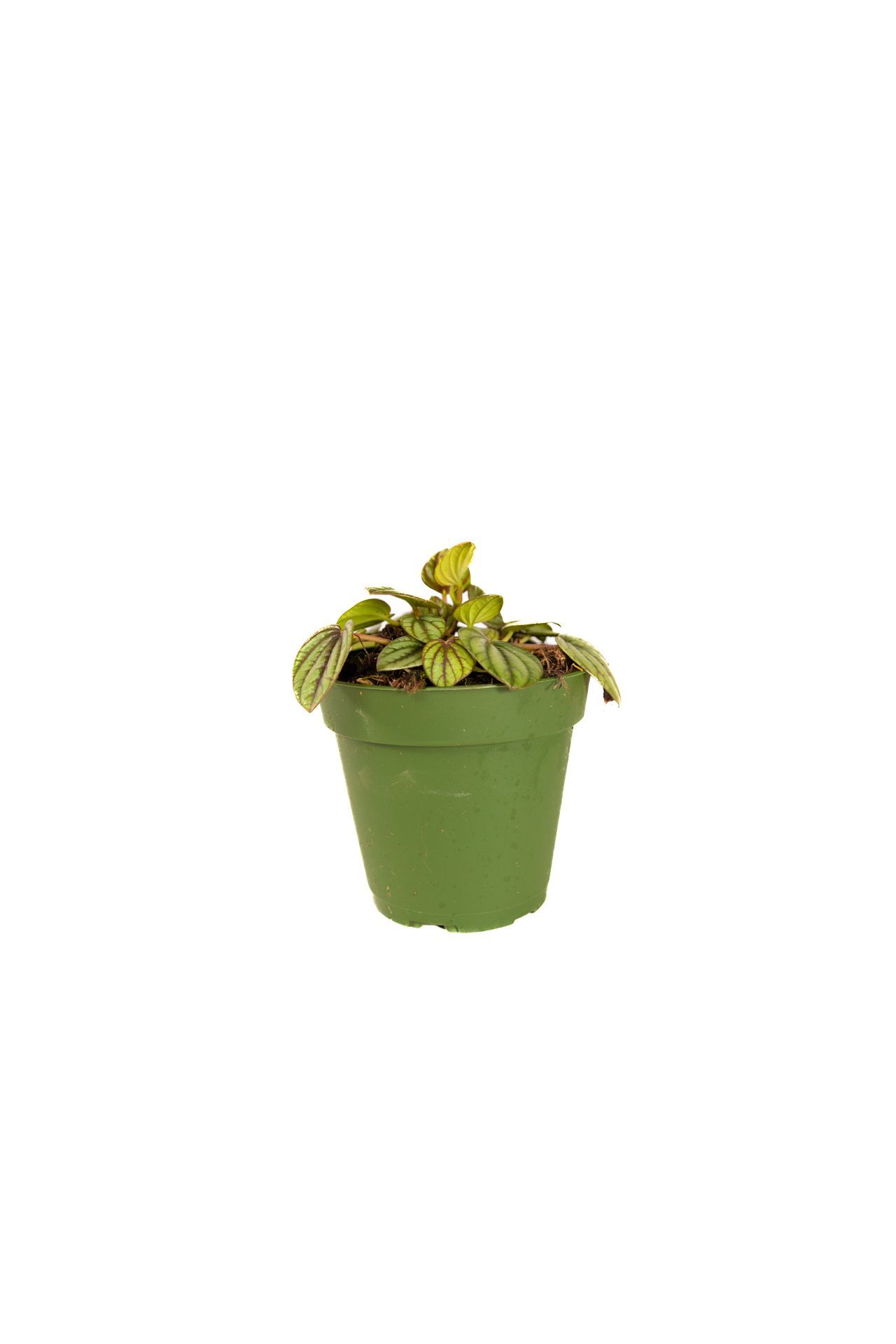 Peperomia Piccolo Banda