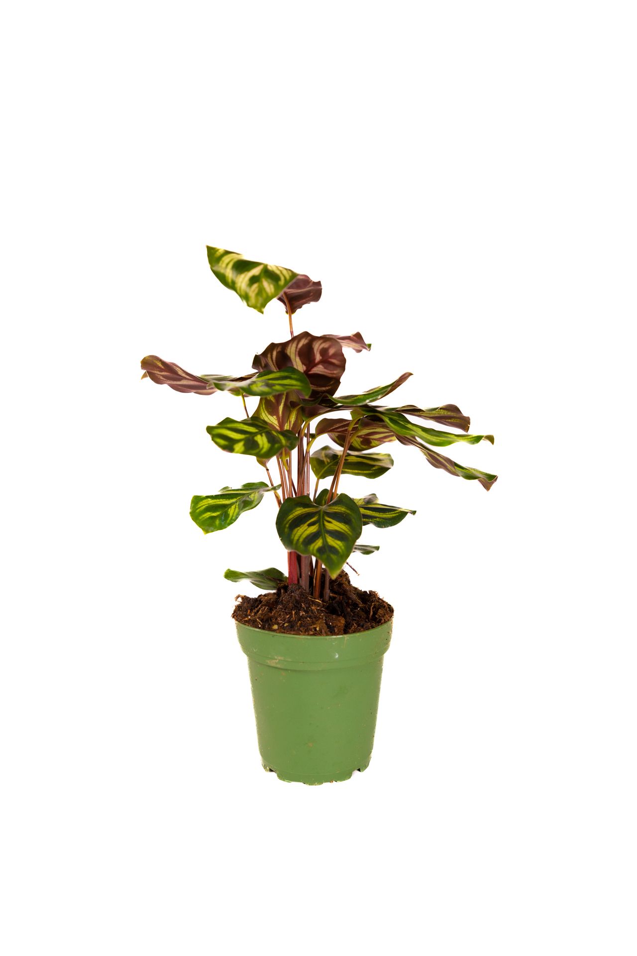 Calathea Makoyana / Peacock Calathea