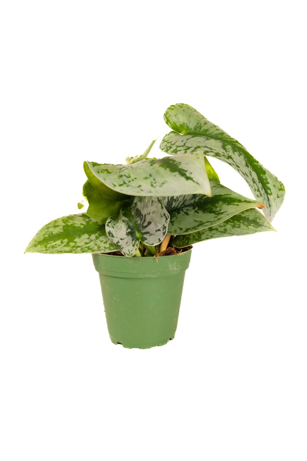 Scindapsus Pictus / Satin Pothos