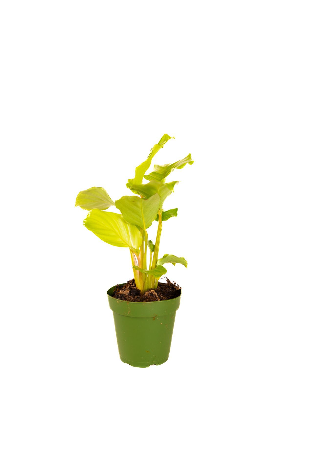 Plant 19