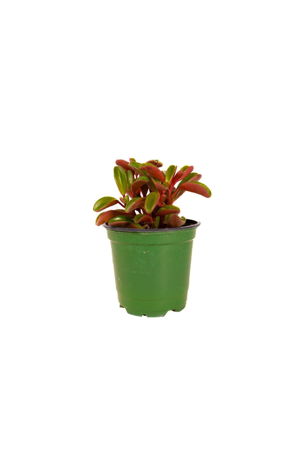 Peperomia Graveolens / Ruby Glow