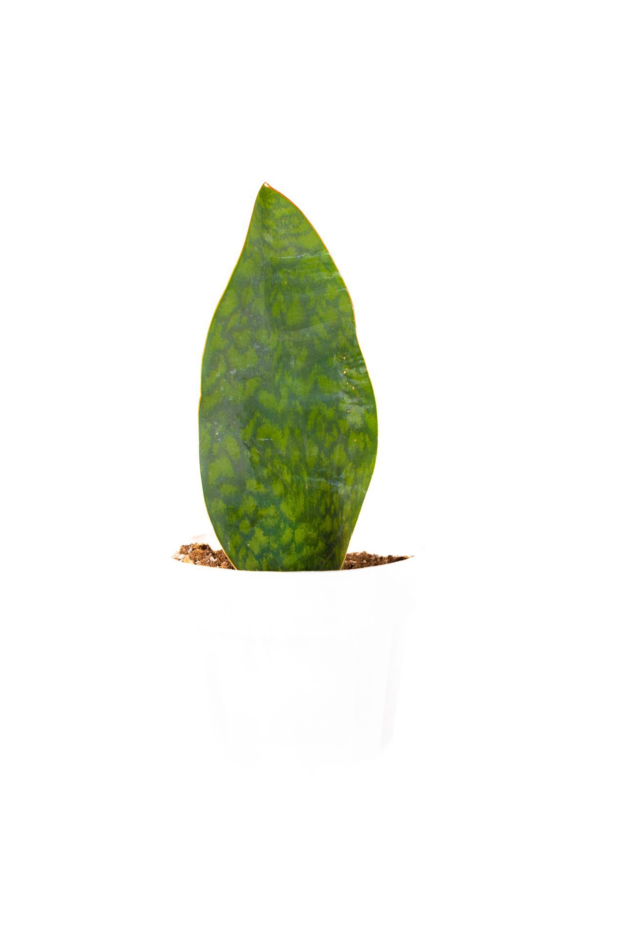 Plant 23