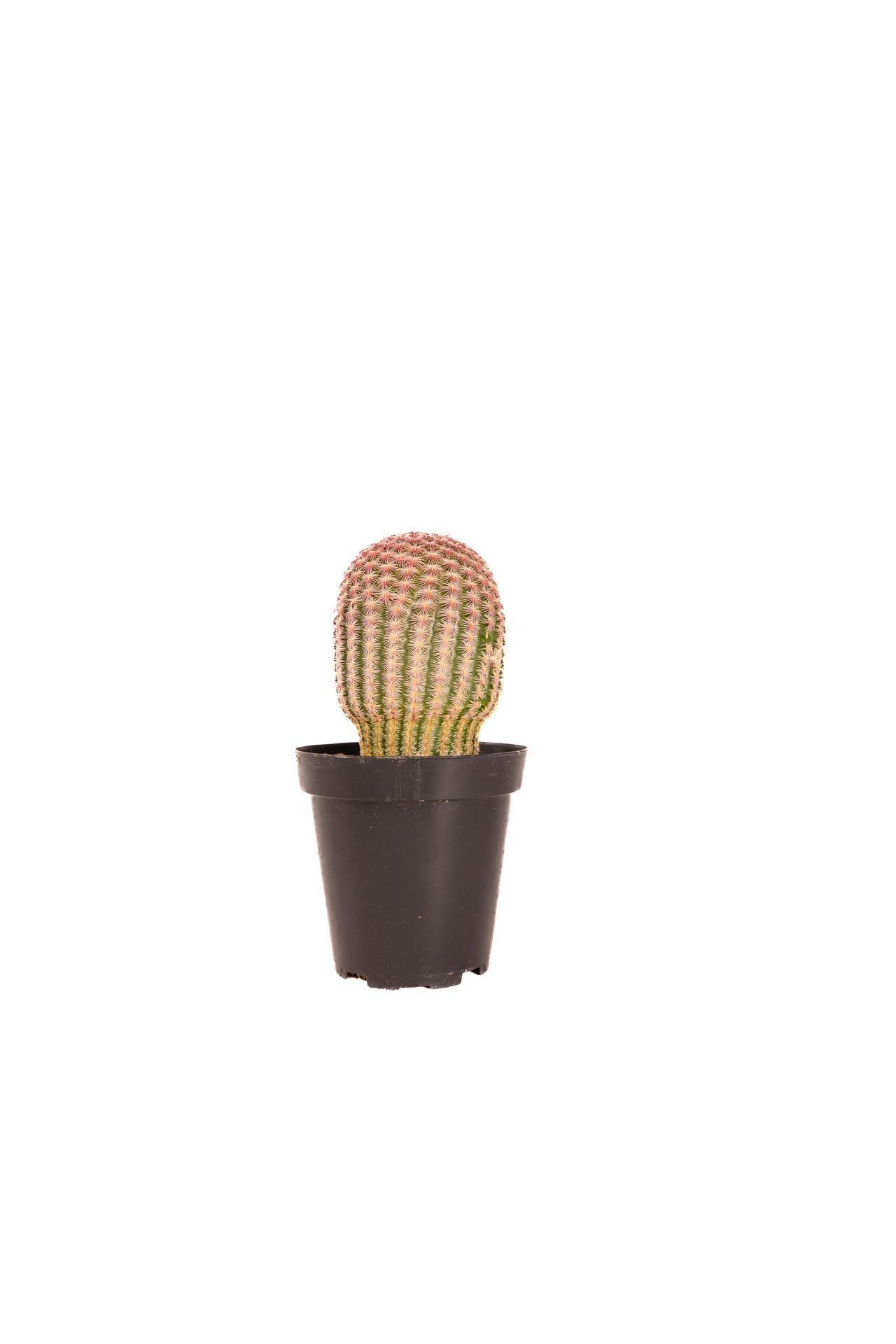 Plant 22