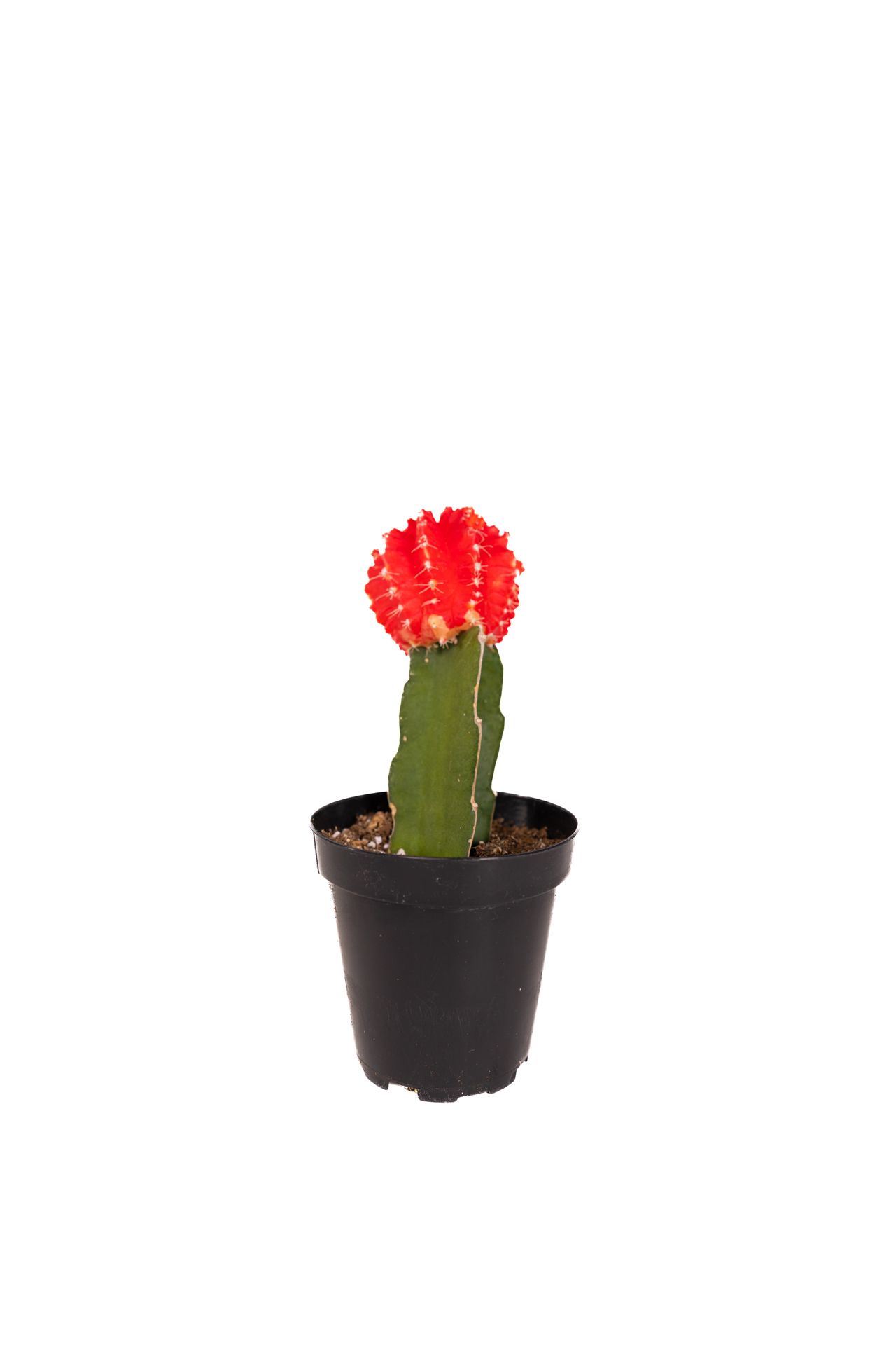 Plant 24