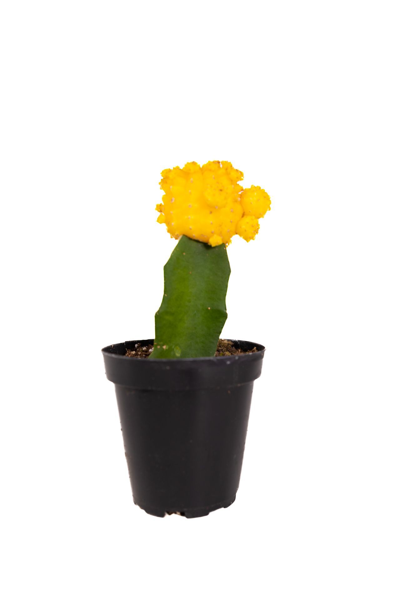 Plant 25