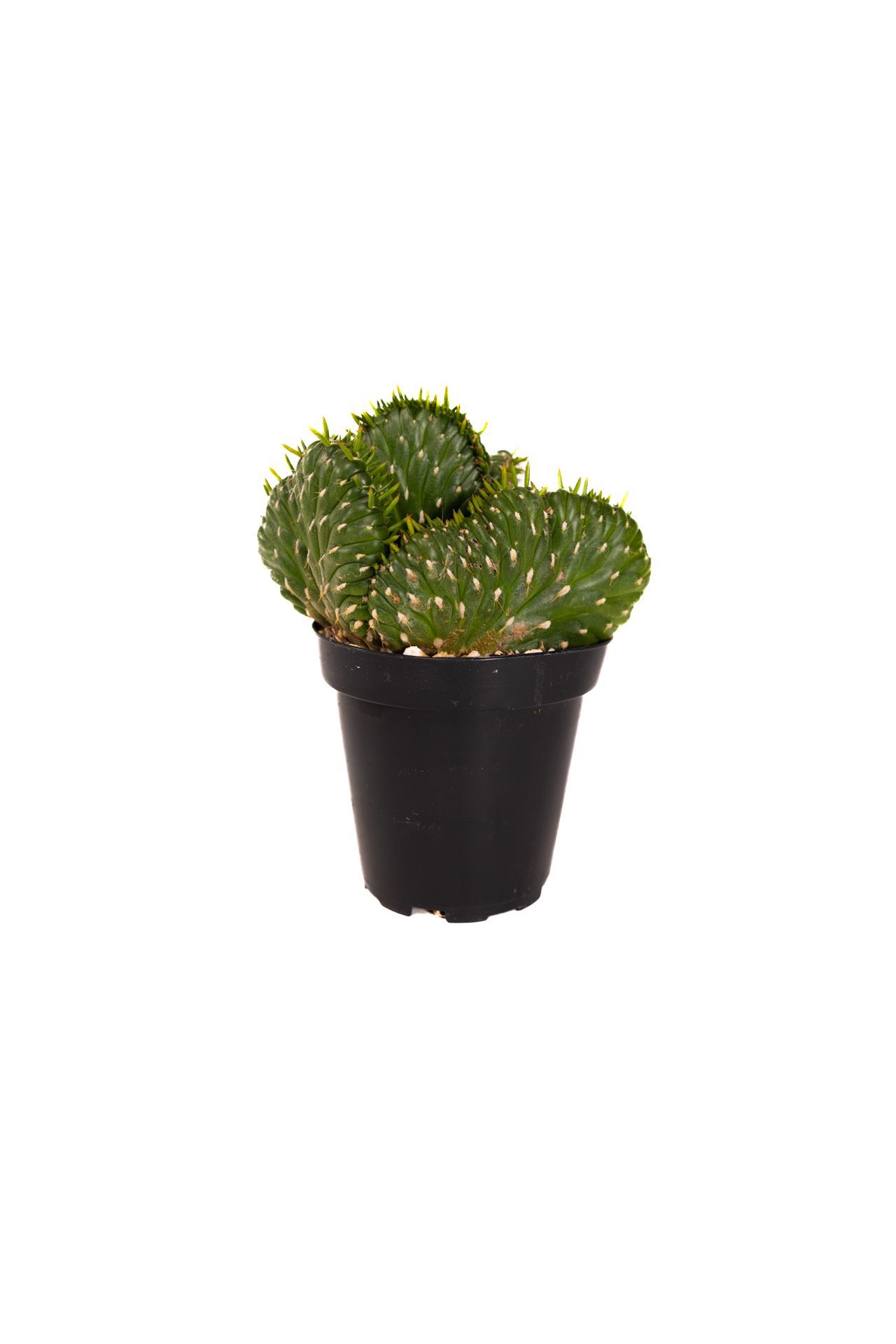 Plant 26