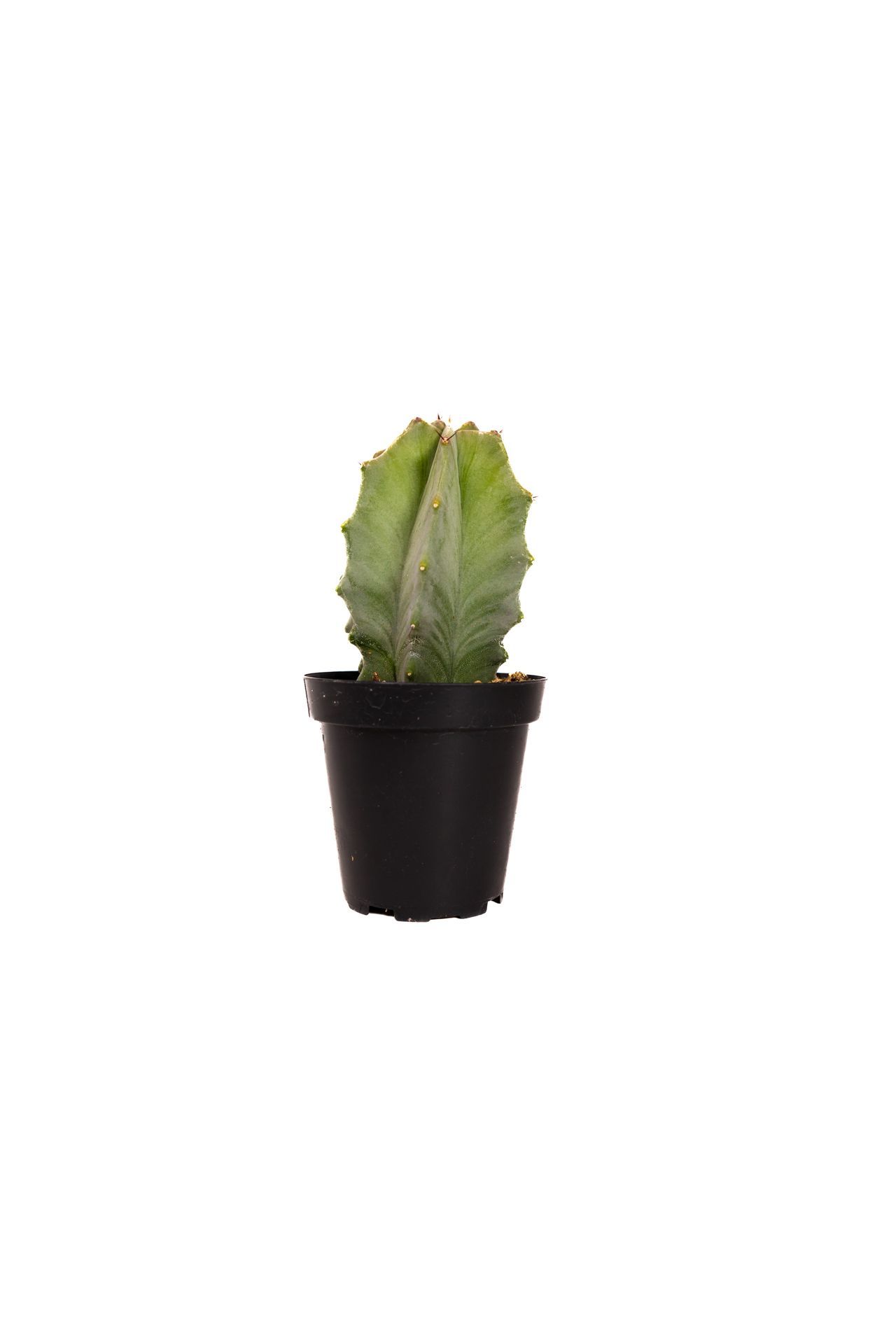 Plant 28