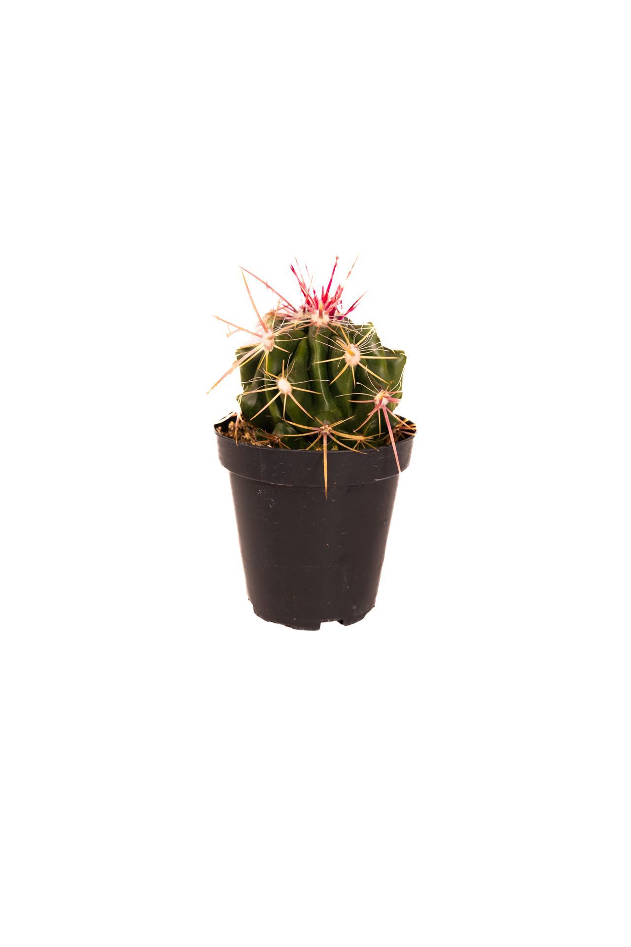Plant 27