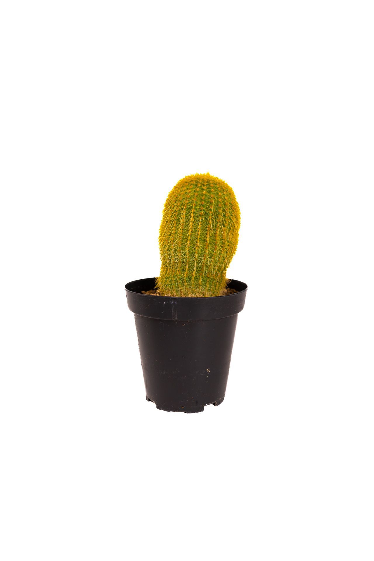 Plant 29