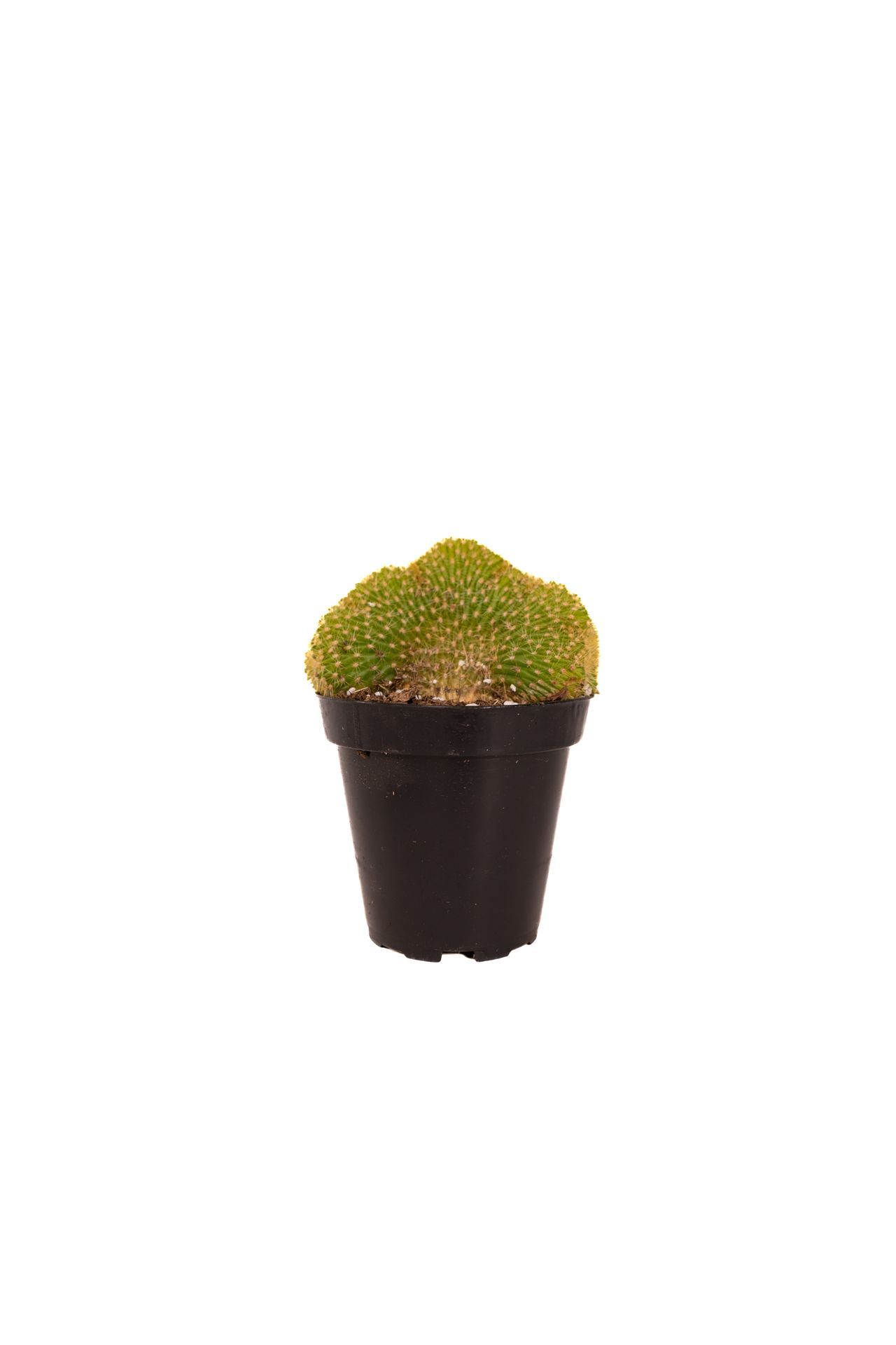 Plant 30