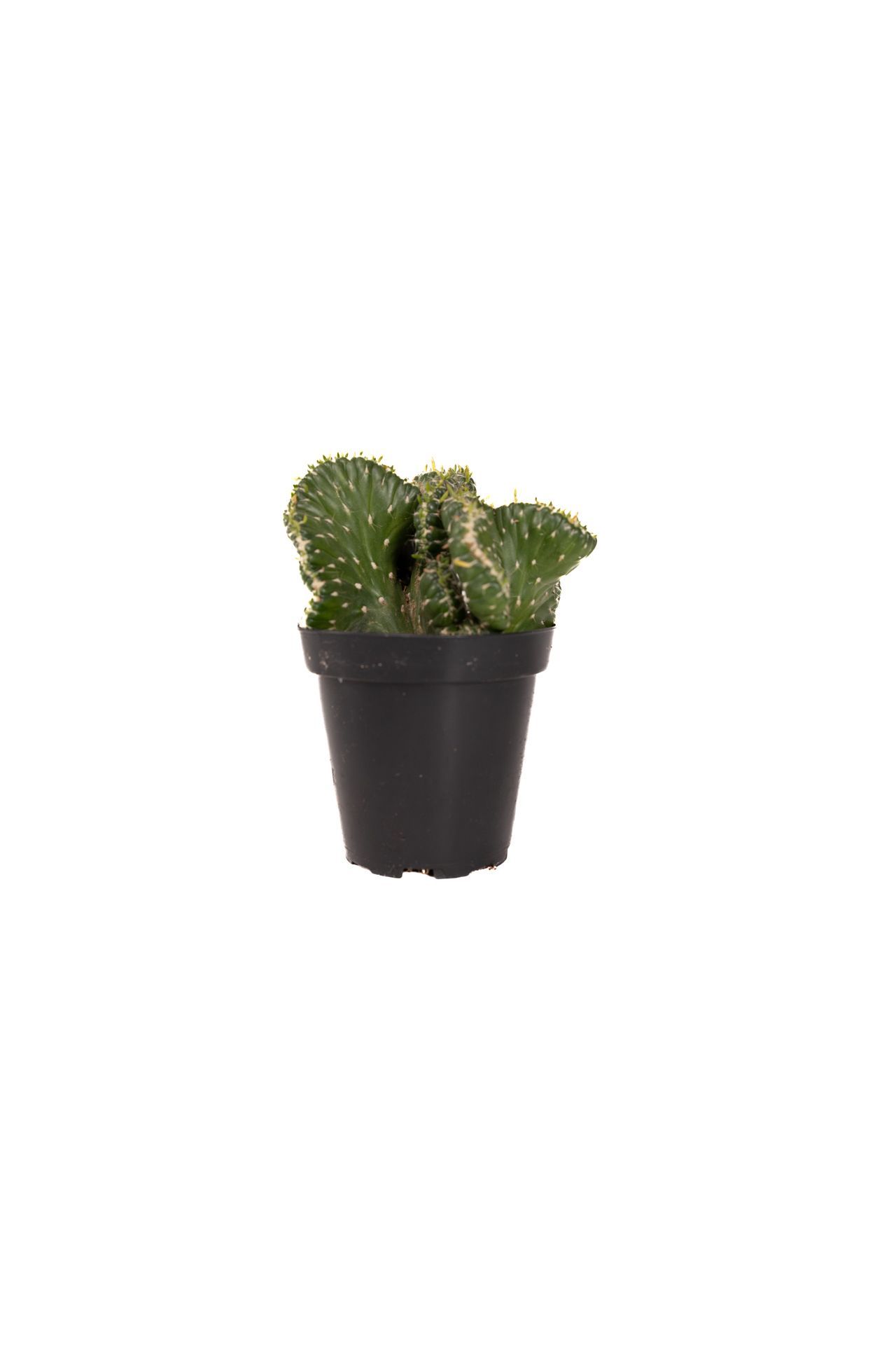 Plant 31
