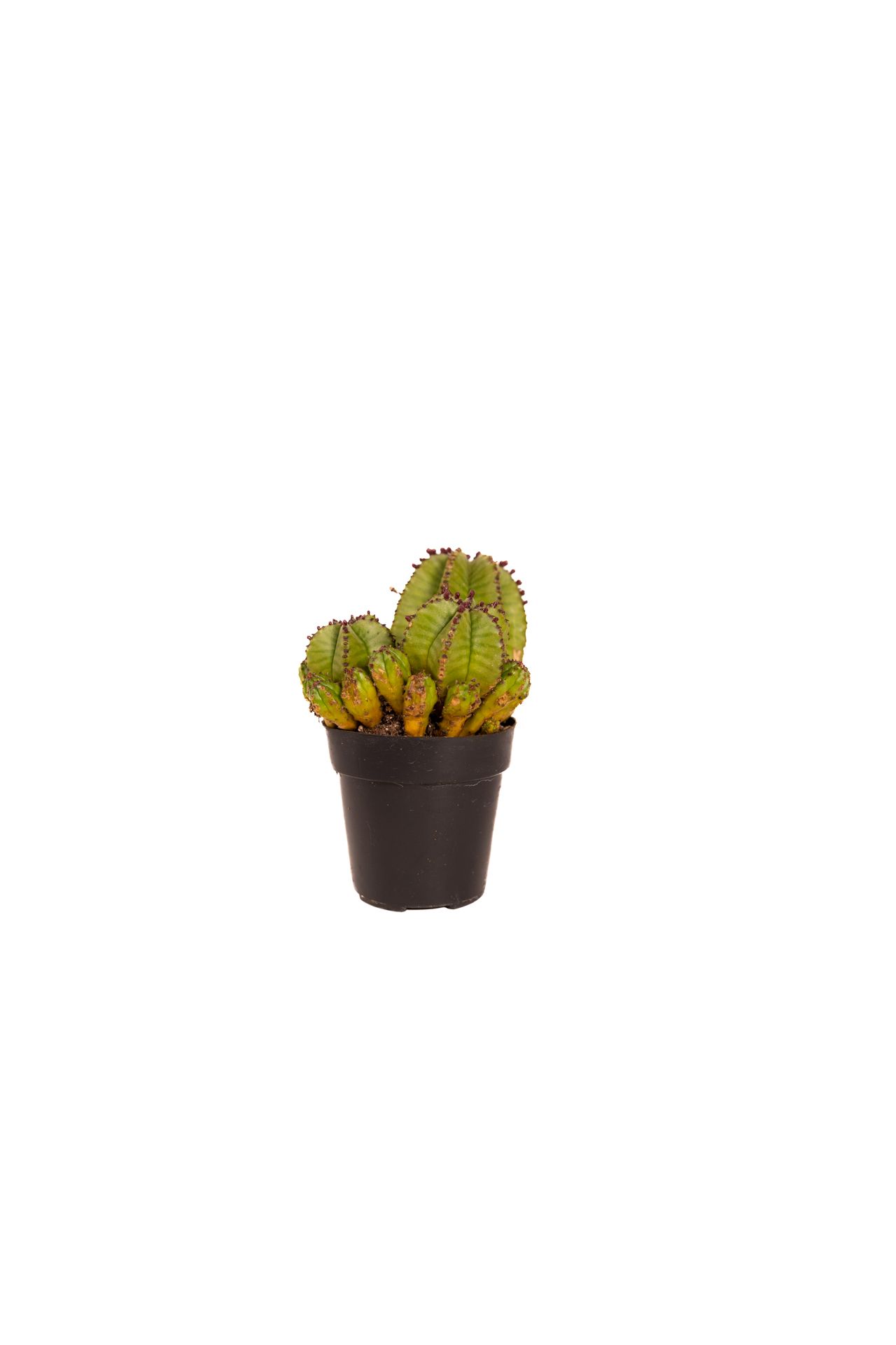 Plant 32