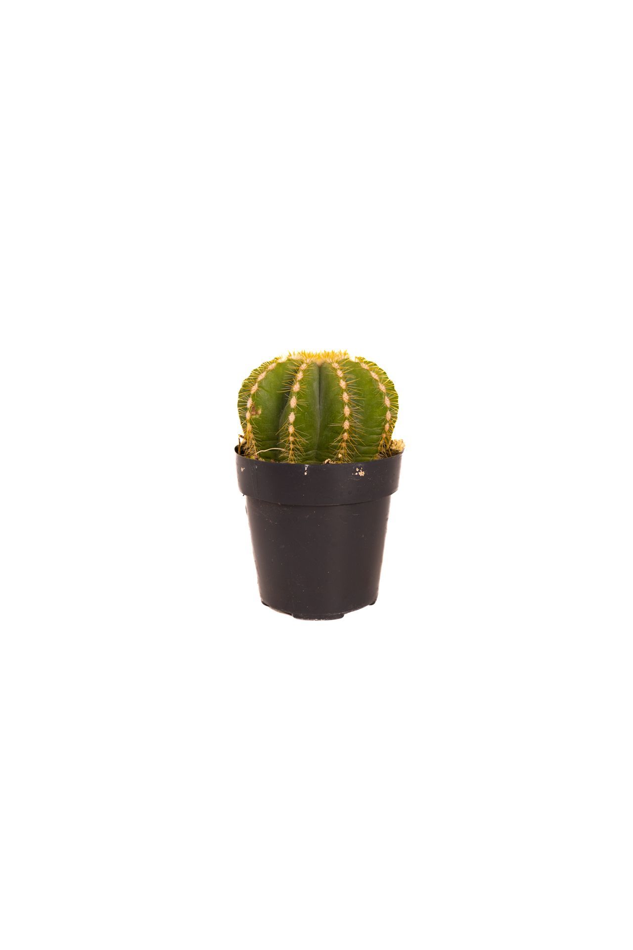 Notocactus Magnificus / Balloon Cactus