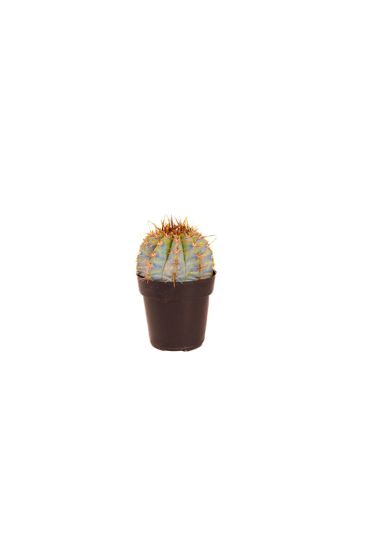 Plant 34