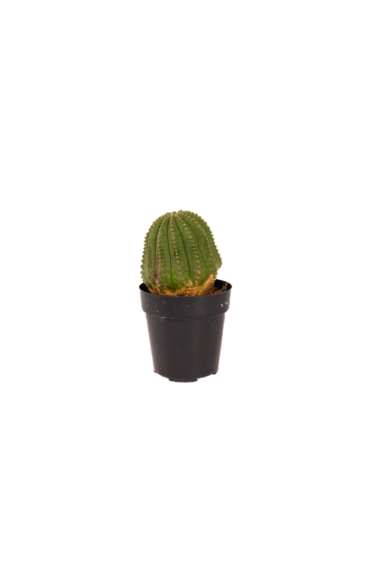 Plant 36