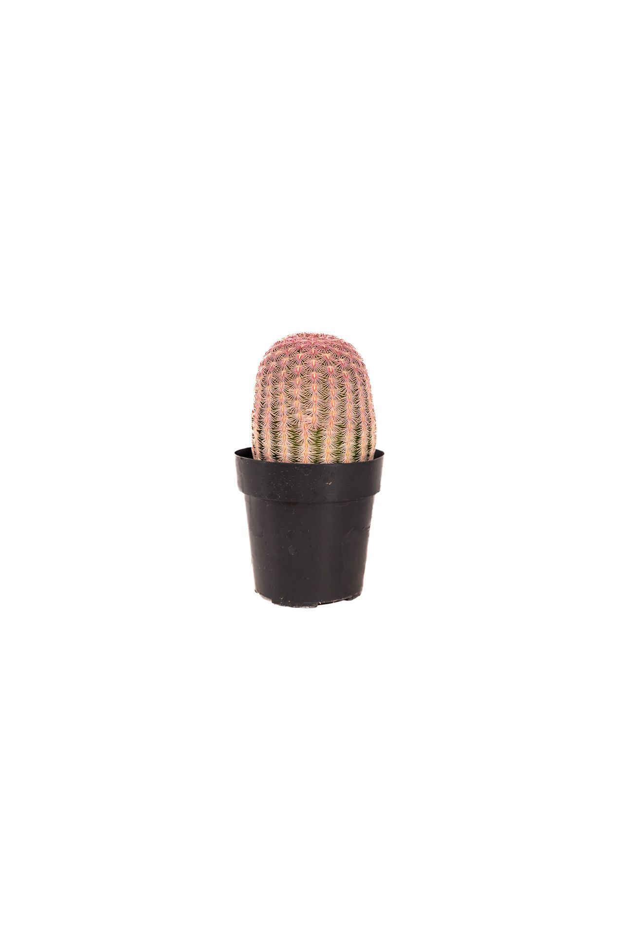 Plant 37