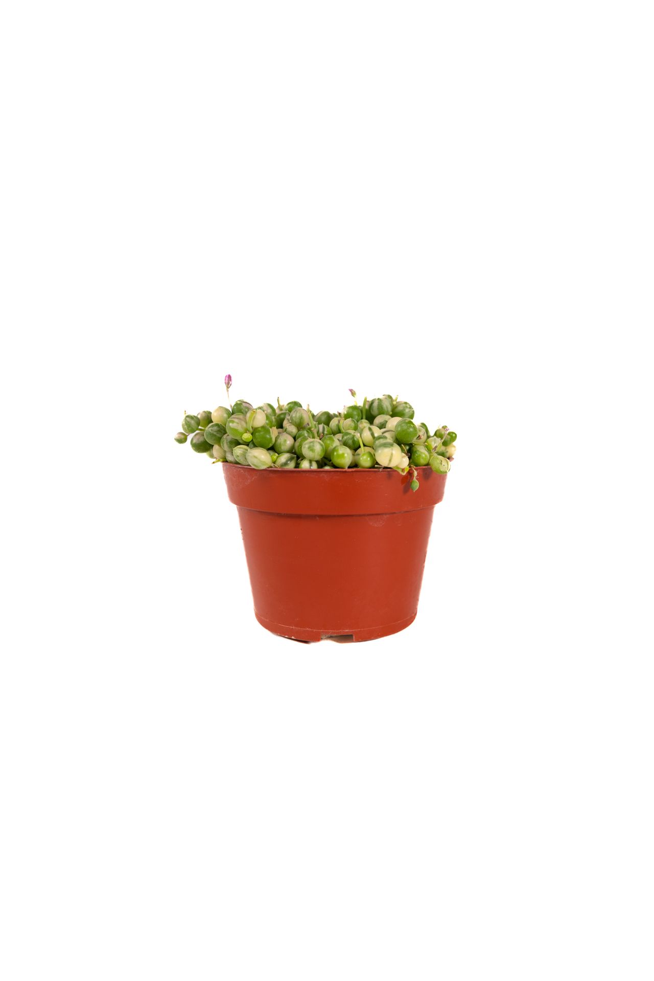 Senecio Rowleyanus 'Variegata / Variegated String of Pearls