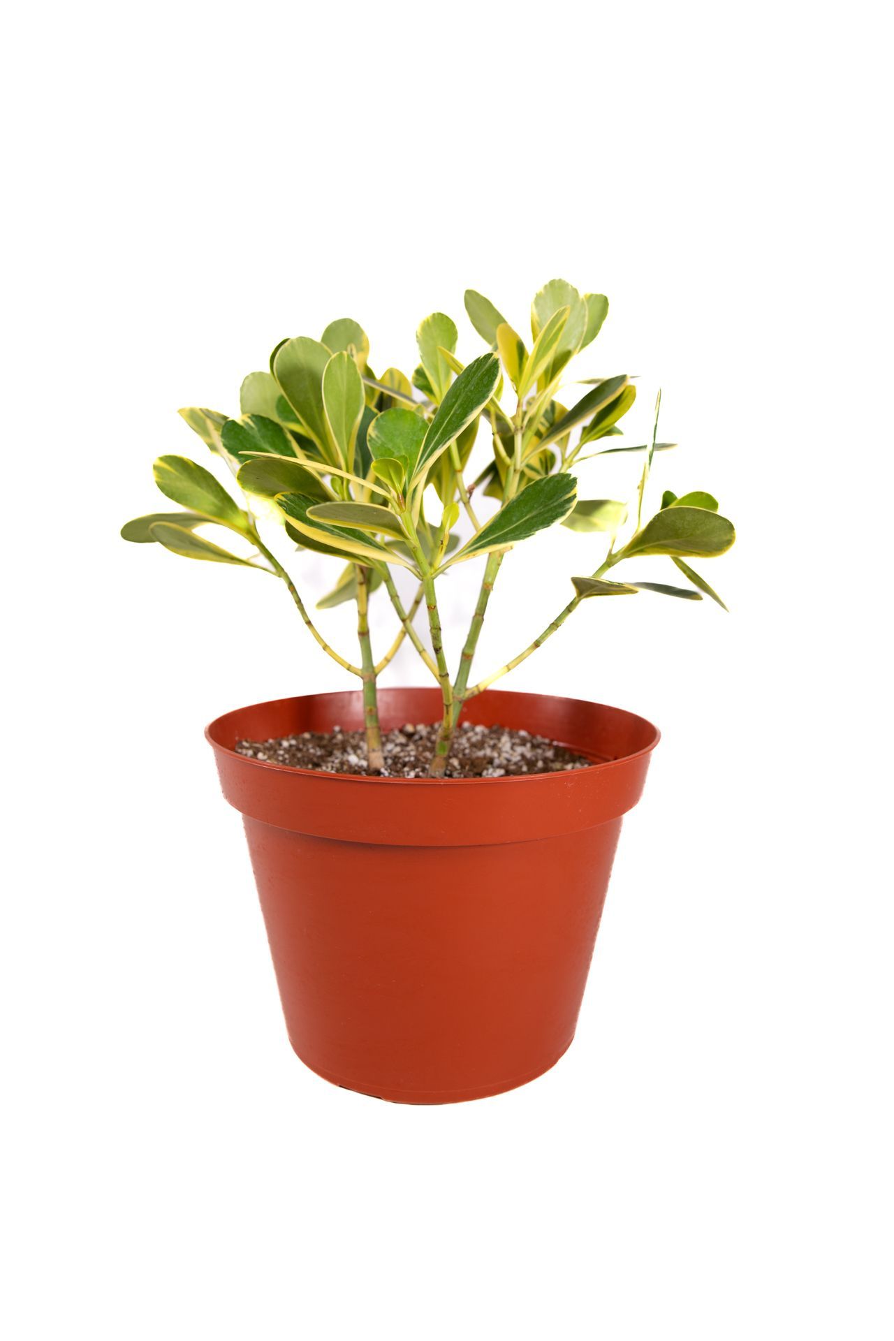 Plant 40