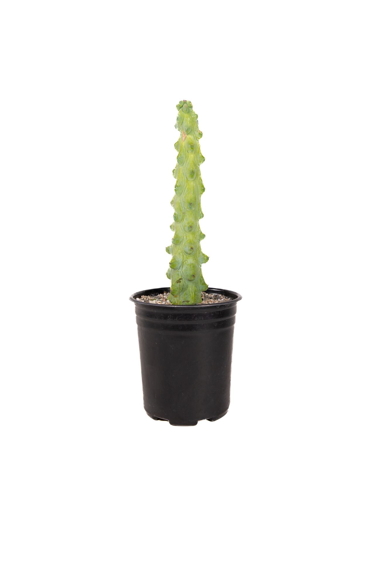 Myrtillocactus geometrizans 'Fukurokuryuzinboku / Boobie Cactus