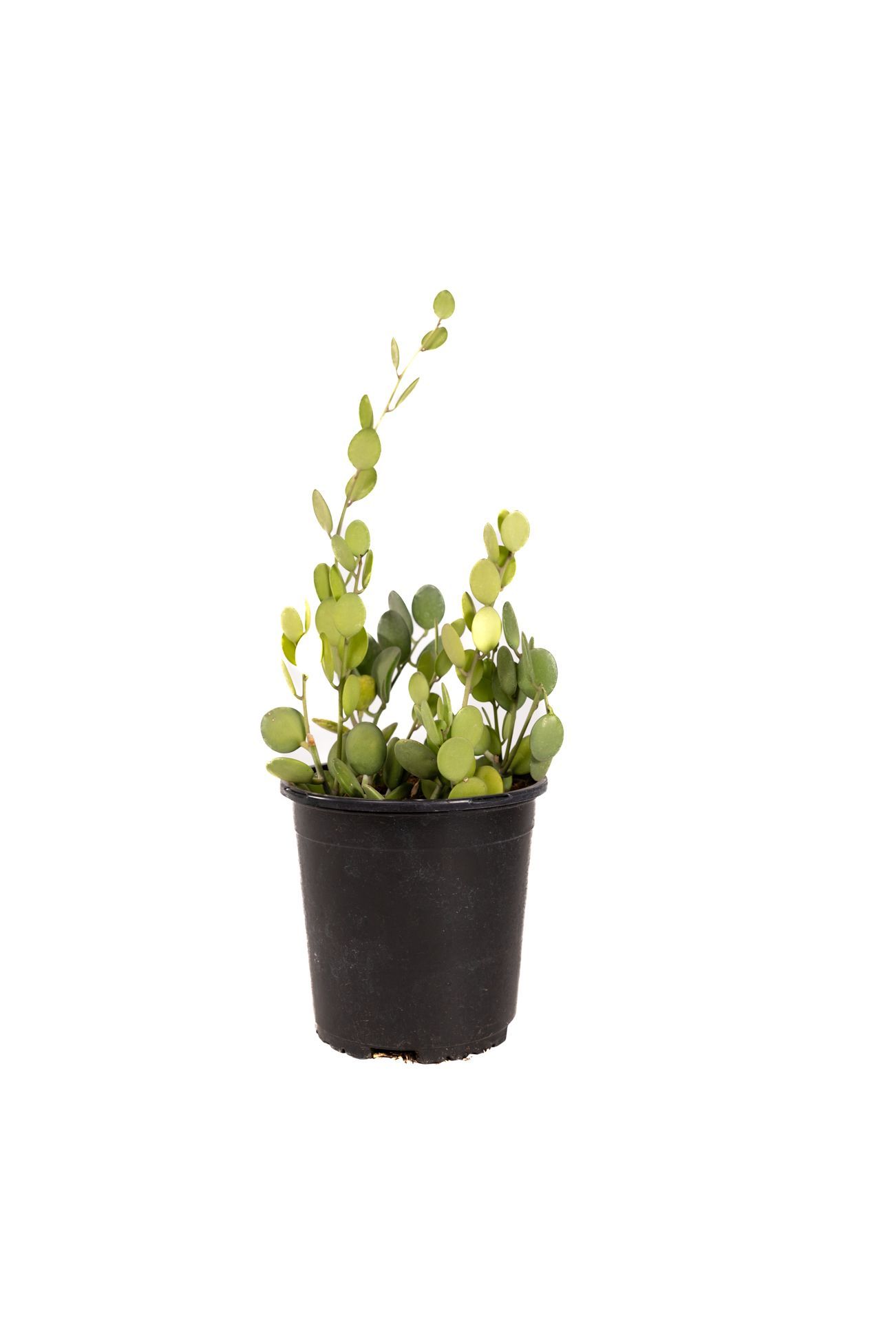 Xerosicyos Danguyi / Silver Dollar Vine