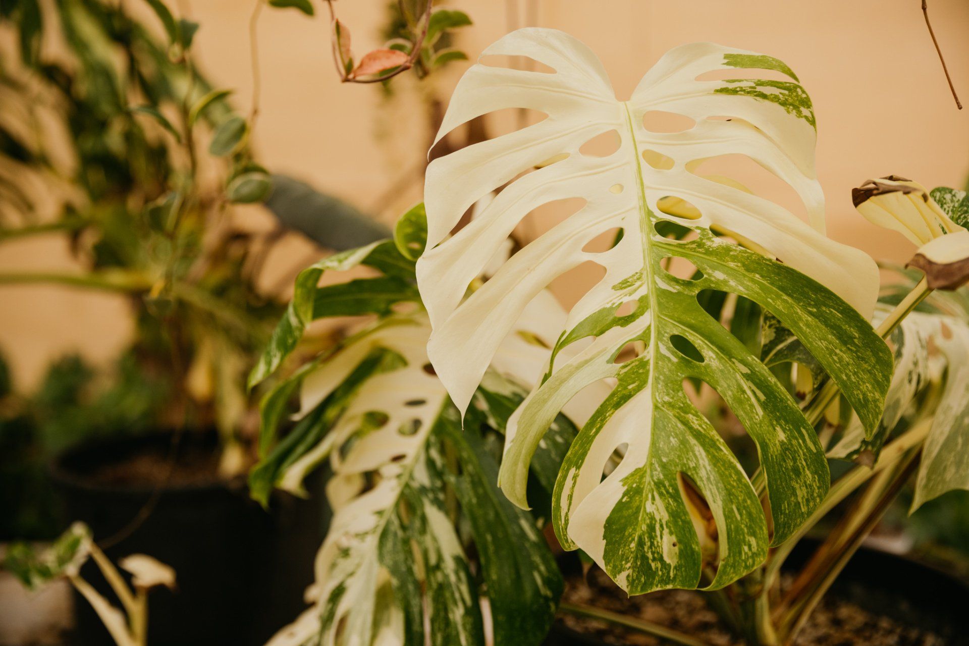 Monstera
