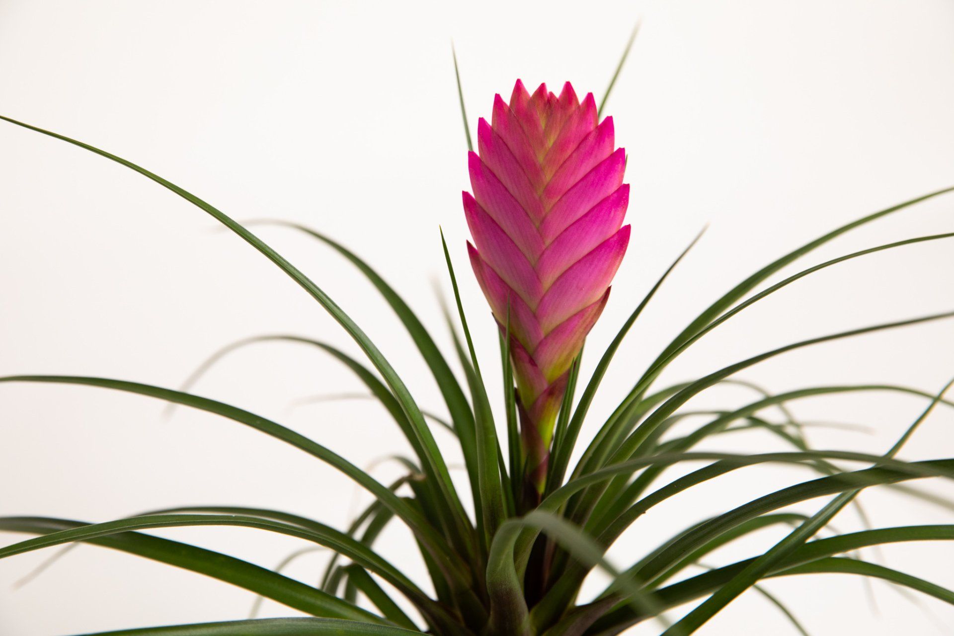 Tillandsia Cyanea / Pink Quill
